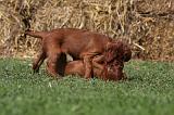SETTER IRLANDAIS 156